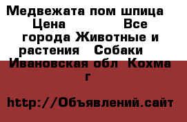 Медвежата пом шпица › Цена ­ 40 000 - Все города Животные и растения » Собаки   . Ивановская обл.,Кохма г.